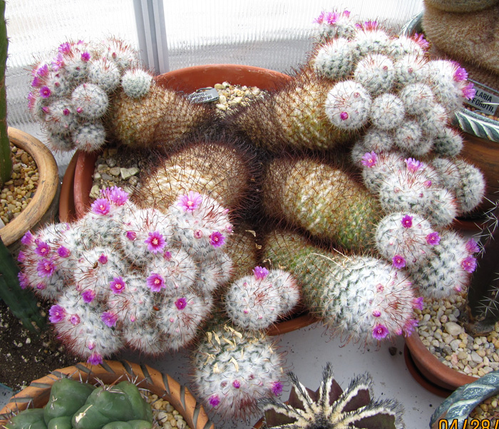 Mammillaria bombycina